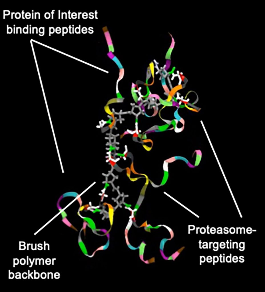 Newly developed protein-like polymers (PLPs) capable of grabbing proteins and directing them to the cell’s waste-disposal machinery. 