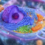Cells ‘Switch’ on Protein Factories After Injury, Study Finds 