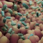 Gut Bacteria Leave Intestinal ‘Memory,’ Protecting Against Inflammation