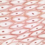 Oxidative Stress Drives Rare Disease Flare-ups, Study Finds