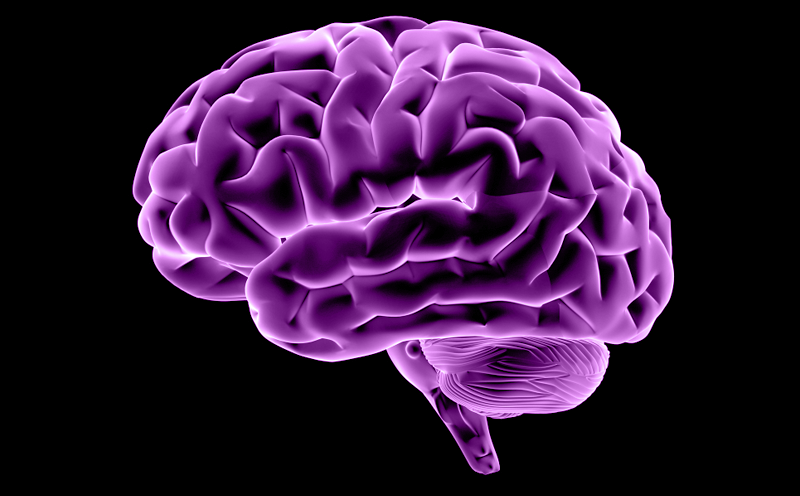 Decoding How the Brain Generalizes Information - News Center