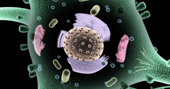 Enzymes Shown to Protect Mitochondrial DNA from Stress