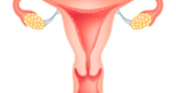 Investigating Follicle Development