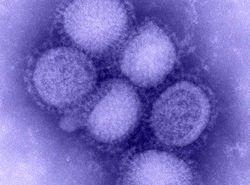 Developing a Response to the Next Flu Pandemic