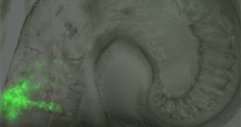 Genes Revealed that May Impact the Colonization of Beneficial Bacteria