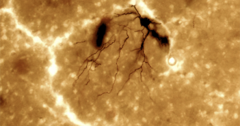 2014 in Scientific Imagery