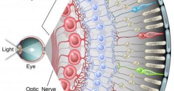 Lab Using Rabies to Map the Retina