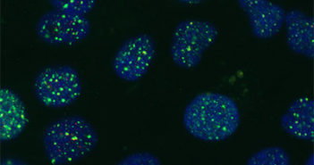 Uncovering Mechanisms of Replication in Human Papillomavirus