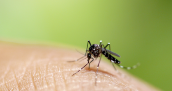 Discussing the Zika Virus