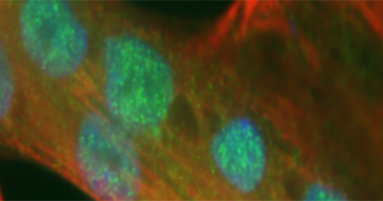 Exploring the Architecture of the Genome