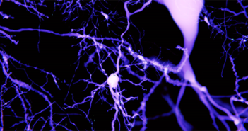 Calcium Channels Play Essential Role in Astrocyte Activity