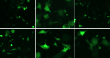Scientists Identify Structural Changes in Herpesvirus Fusion
