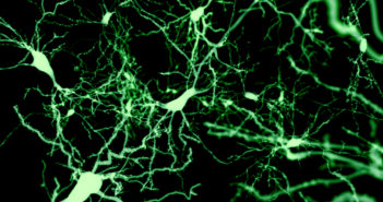 Student Uncovers a Potential Path to Treating Age-Related Memory Loss