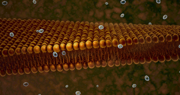 Understanding How Calcium Channels Open and Close