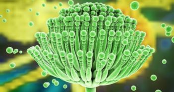 Technology Unlocks Mold Genomes for New Drugs