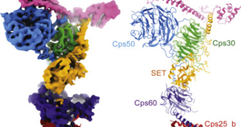3-D Structure of COMPASS Protein Complex Revealed