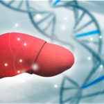 Study Reveals Potential Therapeutic Target for Genetic Liver Disease