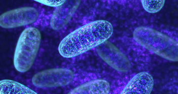 Mitochondrial Respiratory Chain Sustains Inflammation