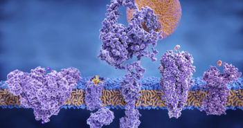 Exploring the Molecular Mechanisms of Ion Channels and Kidney Disease