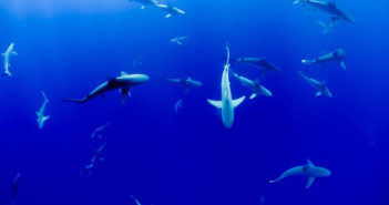 Resilient Shark Spines May Inform Treatment for Human Bone Disease