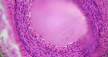 Championing Interconnectivity: The New Chair of Cell and Developmental Biology