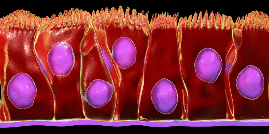 Ciliated Cell Diagram