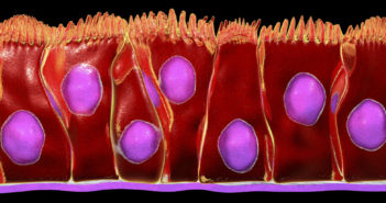 New Insights into Cilia Formation