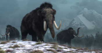 Northwestern Scientist Decodes Mammoth DNA