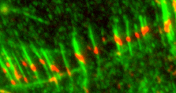 Insights into Cellular Adhesion