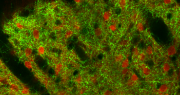 New Wrinkles in Neuromodulation