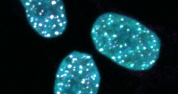 New Insights into Chromosome Folding