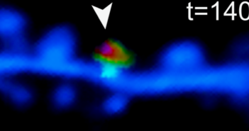 New Insights into Synaptic Plasticity