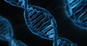 Protein ‘Chaperone’ Plays Dual Role in DNA Replication