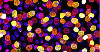 Uncovering Cellular Mechanisms Driving Epidermal Form and Function