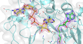 Study Explores Possible Therapeutic Target for SARS-CoV-2