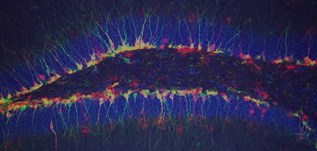 Excitatory Neural Receptors Aid Development of Adult-born Neurons