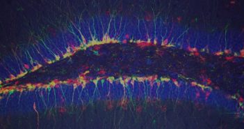 Excitatory Neural Receptors Aid Development of Adult-born Neurons