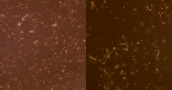 Respiratory Virus Reprograms Airway Epithelial Cells
