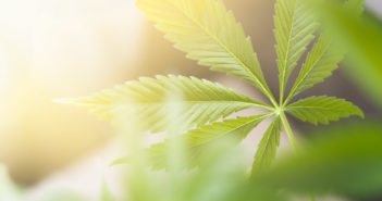 Study Finds Marijuana Use Increasing Among Pregnant Individuals with HIV